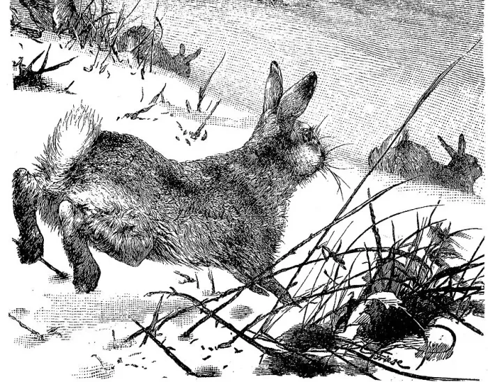 Framed Print : Mountain hare (Lepus timidus), Hare
