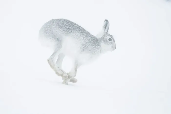 Framed Print : Mountain hare (Lepus timidus) running in snow