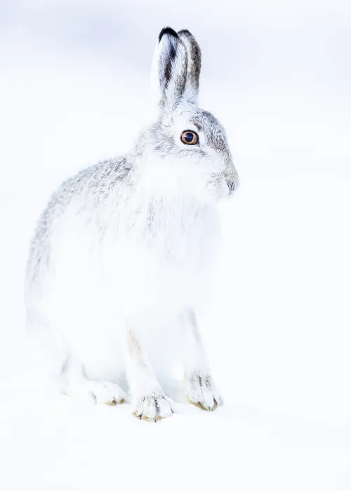 Framed Print : Mountain hare (Lepus timidus) sits in the snow Framed Print : Mountain hare (Lepus timidus) sits in the snow