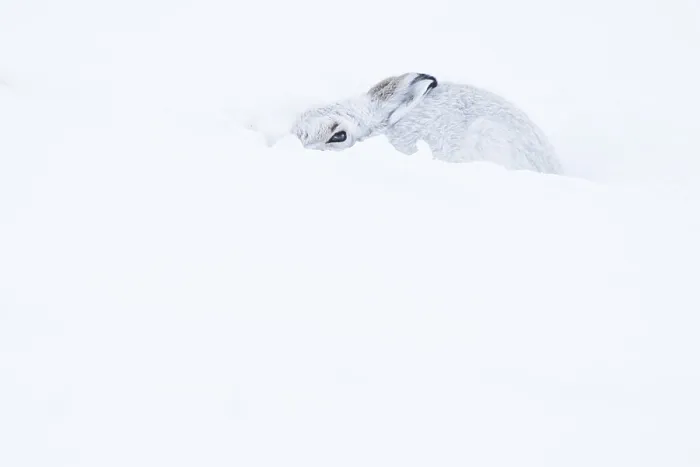 Framed Print : Mountain hare (Lepus timidus) sitting in snow