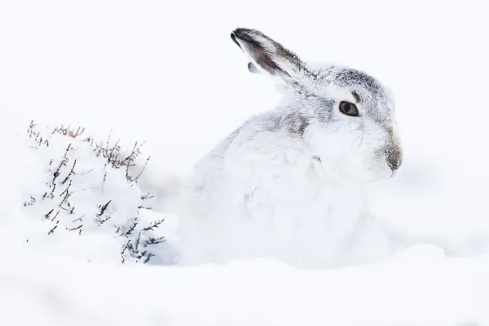 Framed Print : Mountain hare (Lepus timidus) in the snow Framed Print : Mountain hare (Lepus timidus) in the snow
