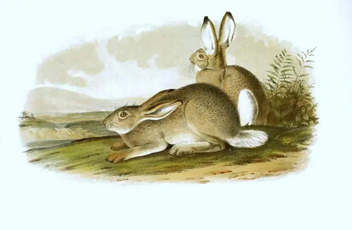 Framed Print : Mountain hare (Lepus timidus), in summer coat Framed Print : Mountain hare (Lepus timidus), in summer coat