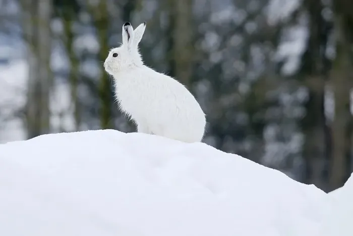 Framed Print : Mountain Hare (Lepus timidus) in his winter coat