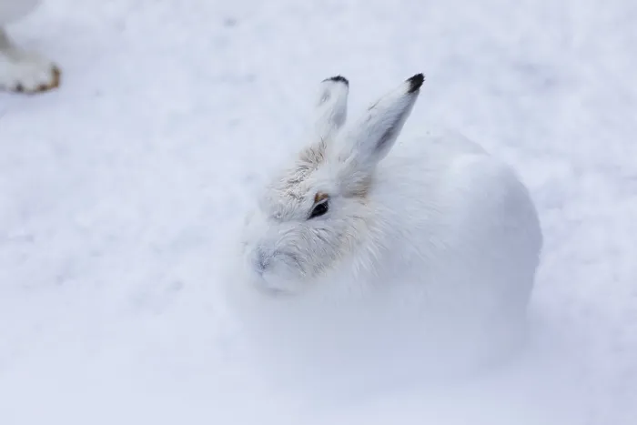 Framed Print : One mountain hare (Lepus timidus)sits in snowy hilly terrain