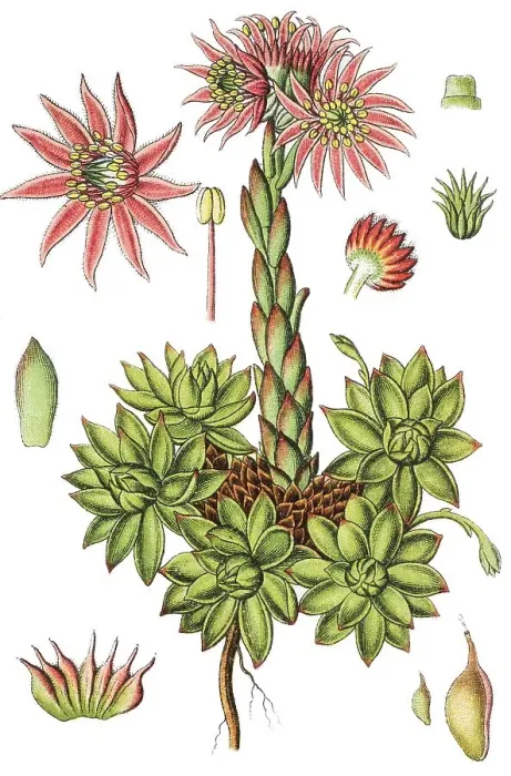 Framed Print : Mountain Houseleek (Sempervivum montanum)