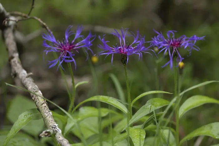 Framed Print : Mountain knapweed, (Cyanus montanus) Framed Print : Mountain knapweed, (Cyanus montanus)