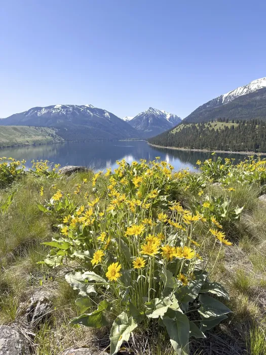 Framed Print : Mountain lake with flowers in front of blue sky and snow-capped mountains Framed Print : Mountain lake with flowers in front of blue sky and snow-capped mountains