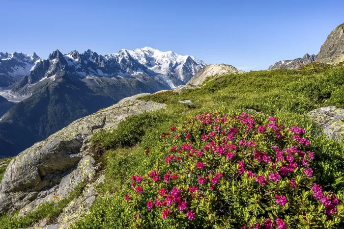 Framed Print : Mountain landscape with alpine roses Framed Print : Mountain landscape with alpine roses