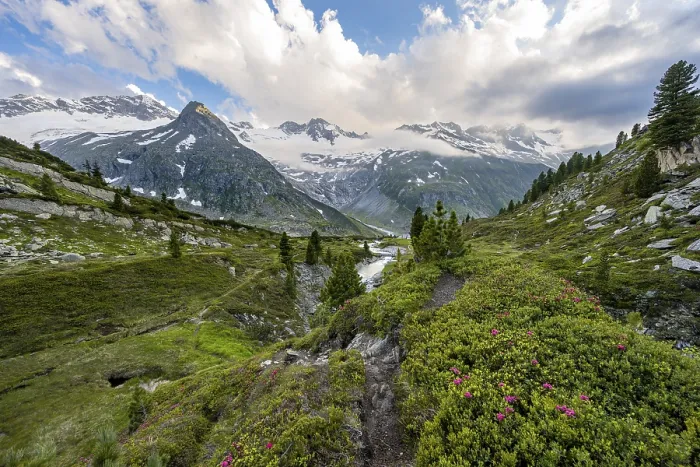 Framed Print : Mountain landscape with hiking trail between alpine roses