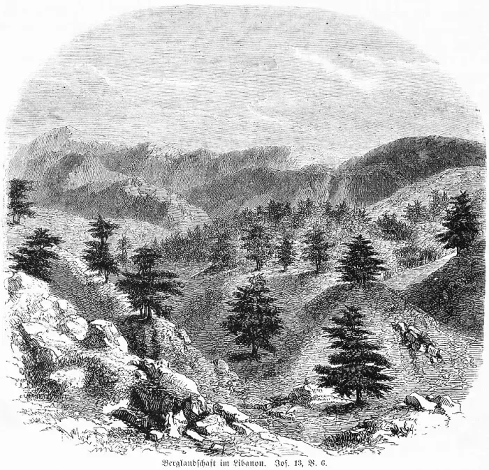 Framed Print : Mountain landscape in Lebanon, coniferous trees Framed Print : Mountain landscape in Lebanon, coniferous trees