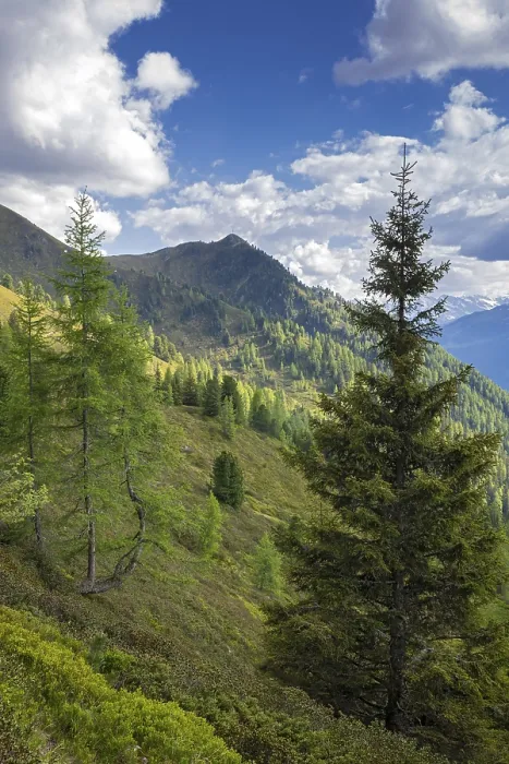 Framed Print : Mountain landscape in spring with European larches and spruces