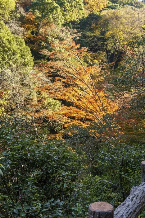 Framed Print : Mountain landscape with trees in orange autumn scenery
