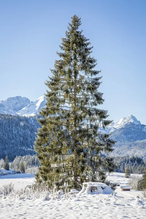 Framed Print : Mountain landscape in winter, in front conifer Framed Print : Mountain landscape in winter, in front conifer