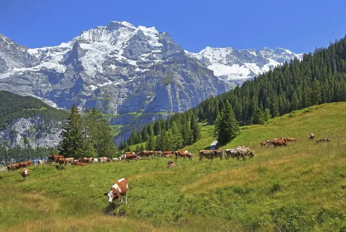 Framed Print : Mountain meadow with cows and the Jungfrau massif