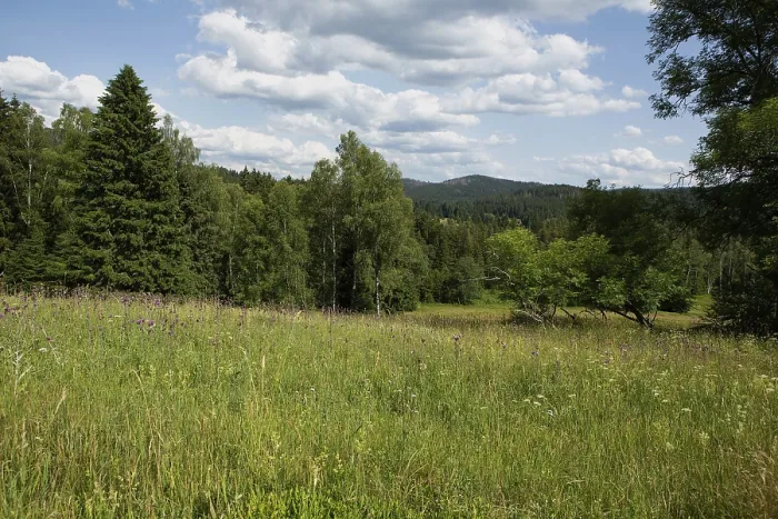 Framed Print : Mountain meadow Hinterfirmiansreut green meadow with red inflorescences in front of birch trees
