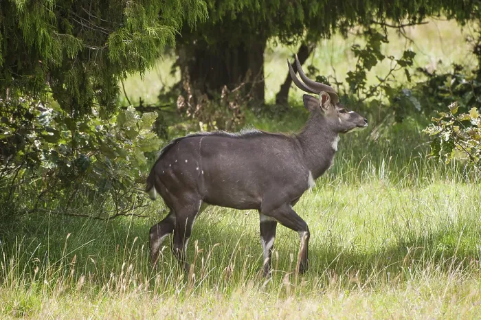 Framed Print : Mountain Nyala or Balbok (Tragelaphus buxtoni)