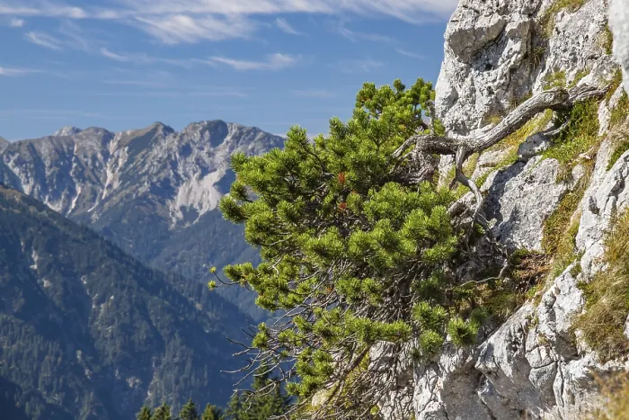 Framed Print : Mountain pine (Pinus mugo), mountain pine