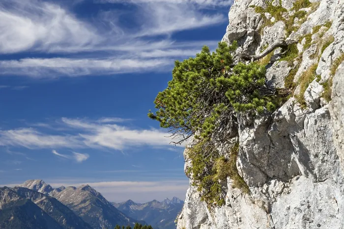 Framed Print : Mountain pine (Pinus mugo), mountain pine in rocky region Framed Print : Mountain pine (Pinus mugo), mountain pine in rocky region