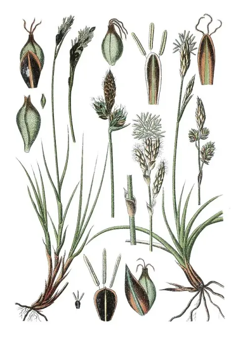 Framed Print : Mountain sedge (Carex montana) Framed Print : Mountain sedge (Carex montana)