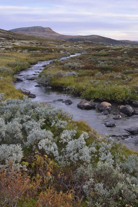 Framed Print : Mountain stream in the fjell landscape in autumn
