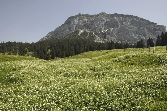 Framed Print : Mountain, summit, mountain meadow