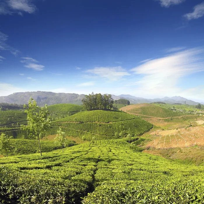 Framed Print : Mountain tea plantation in Munnar Kerala India