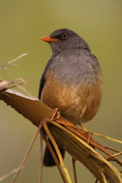 Framed Print : Mountain Thrush (Turdus abyssinicus)