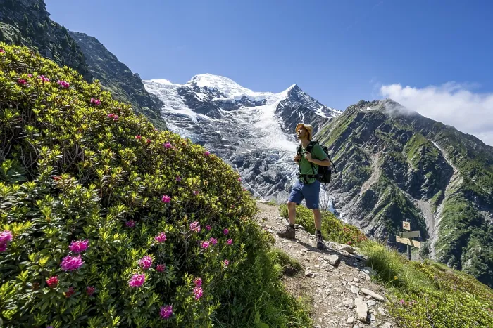 Framed Print : Mountaineer between alpine roses on a hiking trail
