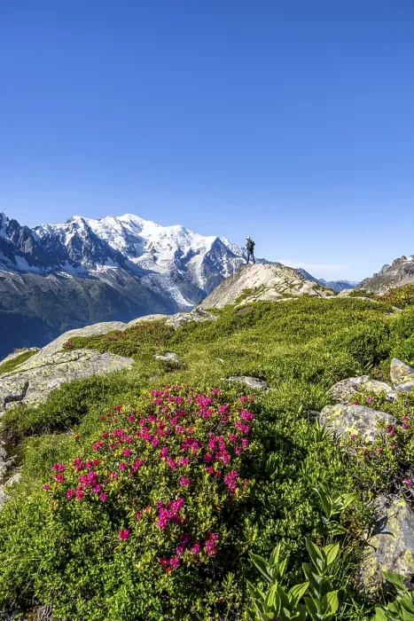 Framed Print : Mountaineer in mountain landscape with alpine roses Framed Print : Mountaineer in mountain landscape with alpine roses