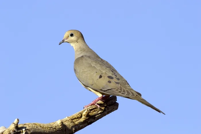 Framed Print : Mourning Dove Zenaida macoura Tucson Framed Print : Mourning Dove Zenaida macoura Tucson