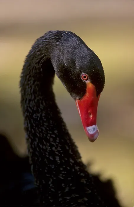 Framed Print : Mourning Swan black swan (Cygnus atratus)