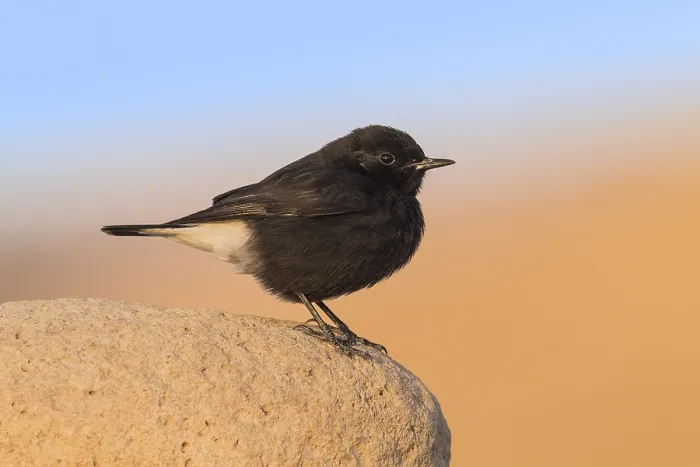 Framed Print : Mourning Wheatear (Oenanthe lugens warriae) perched on a stone