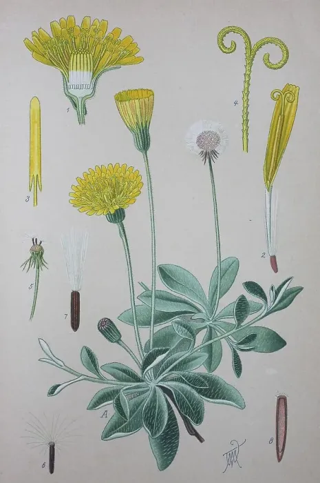 Framed Print : Mouse-ear hawkweed (Hieracium pilosella) Framed Print : Mouse-ear hawkweed (Hieracium pilosella)