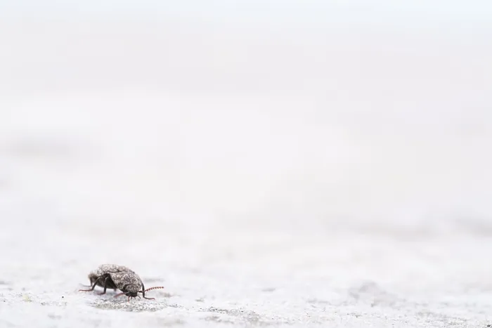 Framed Print : Mouse grey sand beetle (Agrypnus murinus) in the sand