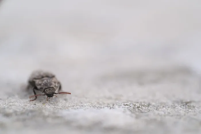 Framed Print : Mouse grey sand beetle (Agrypnus murinus) in the sand Framed Print : Mouse grey sand beetle (Agrypnus murinus) in the sand