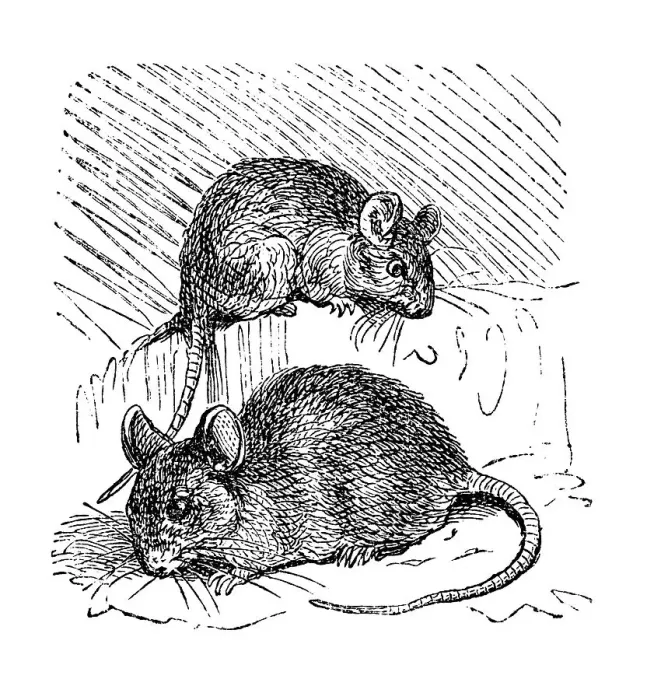 Framed Print : Mouse, historical illustration from: Marie Adenfeller