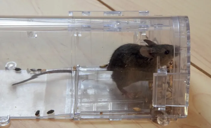 Framed Print : Mouse in a live trap Framed Print : Mouse in a live trap