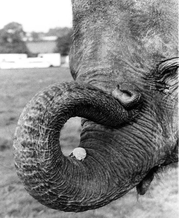 Framed Print : Mouse sits on the trunk of an elephant