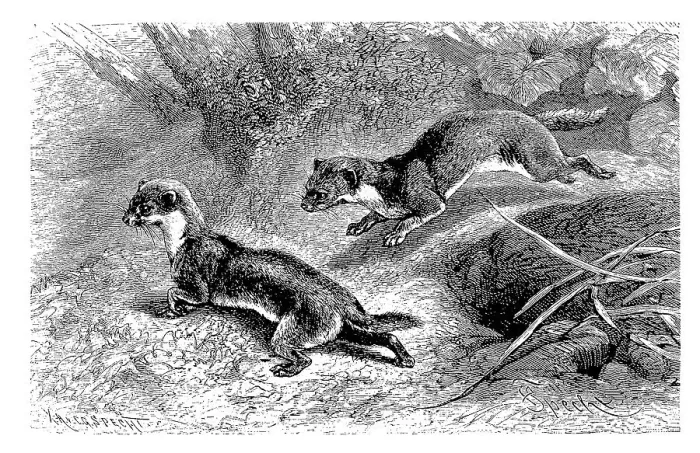 Framed Print : Mouse weasel, also dwarf or small weasel or male least weasel (Mustela nivalis)