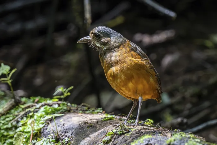 Framed Print : Moustached antpitta (Grallaria alleni)
