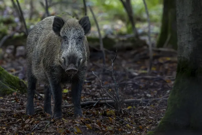 Framed Print : A movement causes the wild boar (Sus scrofa) to pause Framed Print : A movement causes the wild boar (Sus scrofa) to pause