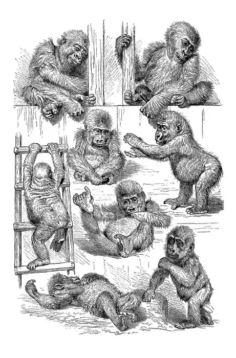 Framed Print : Movement study, positions of the gorilla