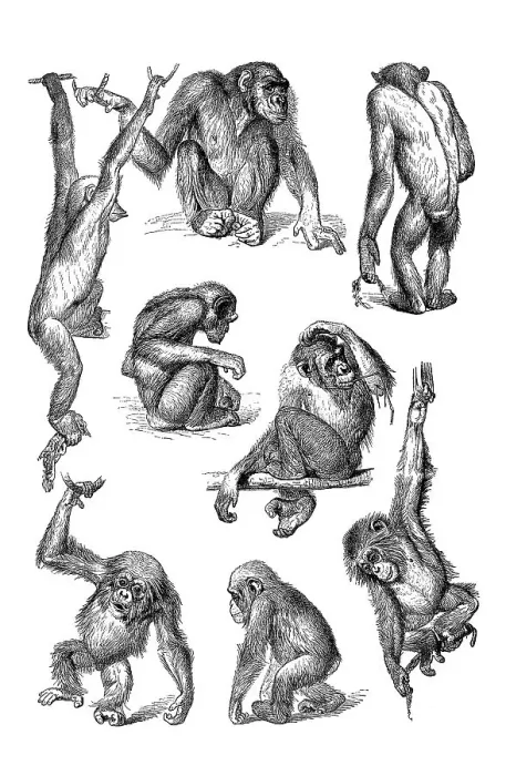 Framed Print : Movement study, postures of various apes