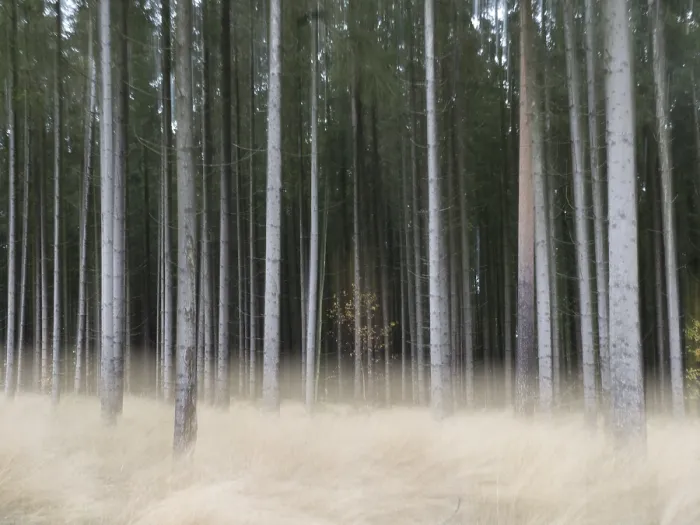 Framed Print : Moving image of a spruce forest with light-coloured forest bluegrass