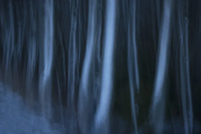 Framed Print : Moving long exposure of a birch forest Framed Print : Moving long exposure of a birch forest