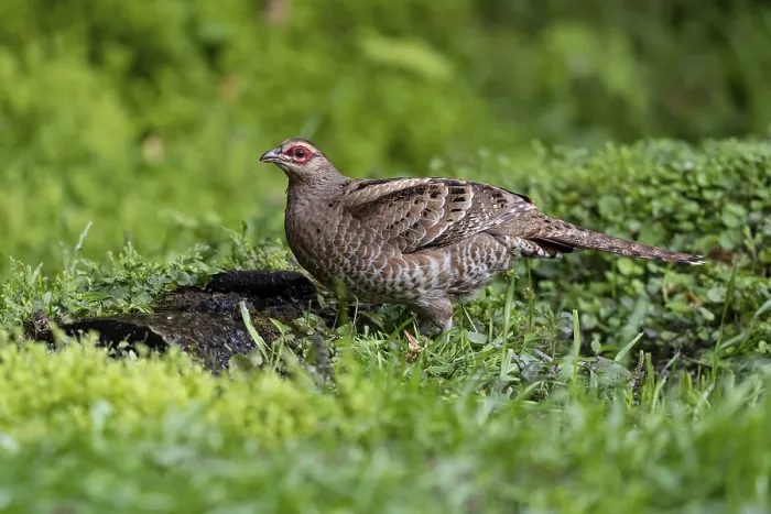 Framed Print : Mrs. Hume's Pheasant (Syrmaticus humiae) female perched on the ground