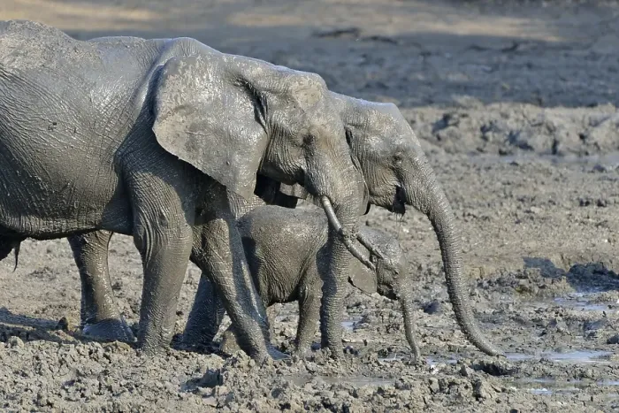 Framed Print : mud covered African elephants (Loxodonta africana)