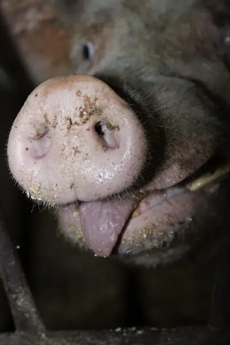 Framed Print : Mud-covered nose of a pig Framed Print : Mud-covered nose of a pig