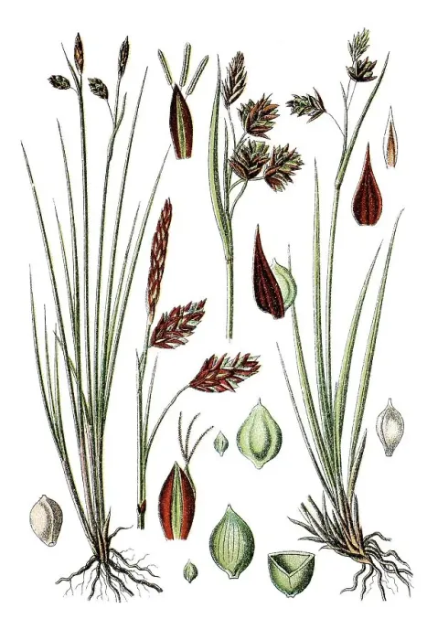 Framed Print : Mud Sedge or Shore Sedge (Carex limosa) Framed Print : Mud Sedge or Shore Sedge (Carex limosa)