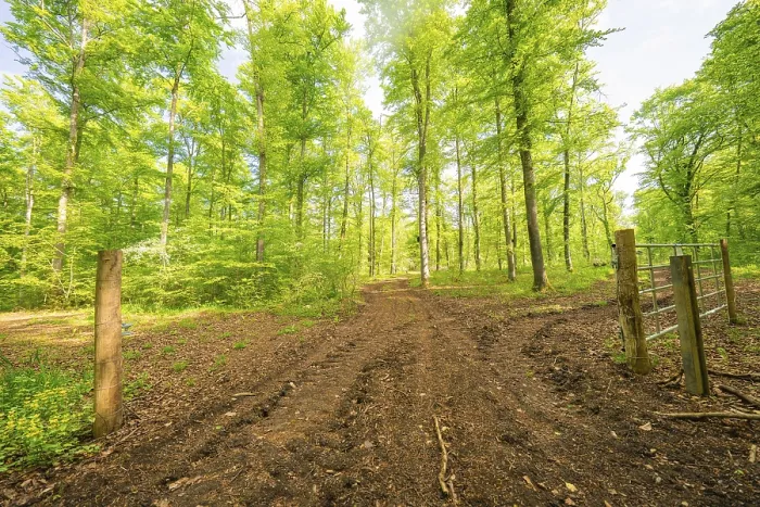 Framed Print : A muddy forest path leads through a green Framed Print : A muddy forest path leads through a green